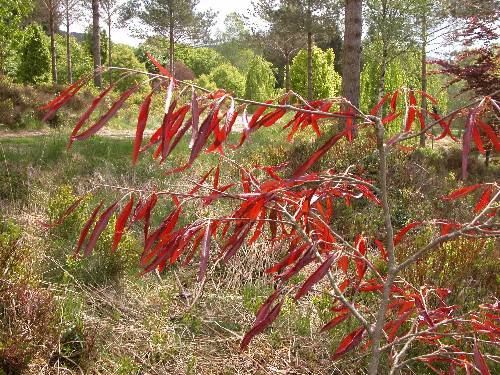 En smalbladet dvergform av bøk (Fagus sylvatica 'Ansorgei')